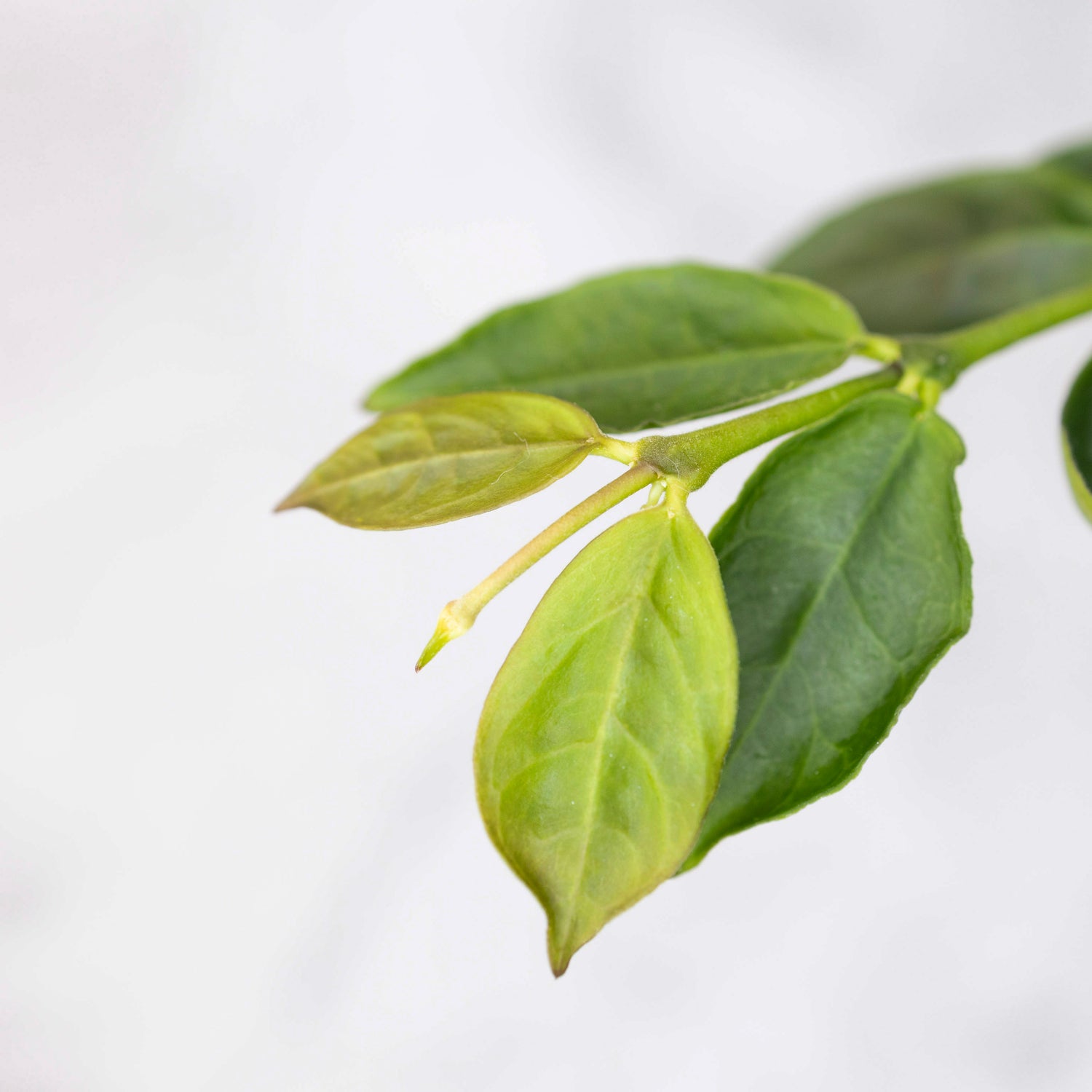 Close-up of green leaves on a white background