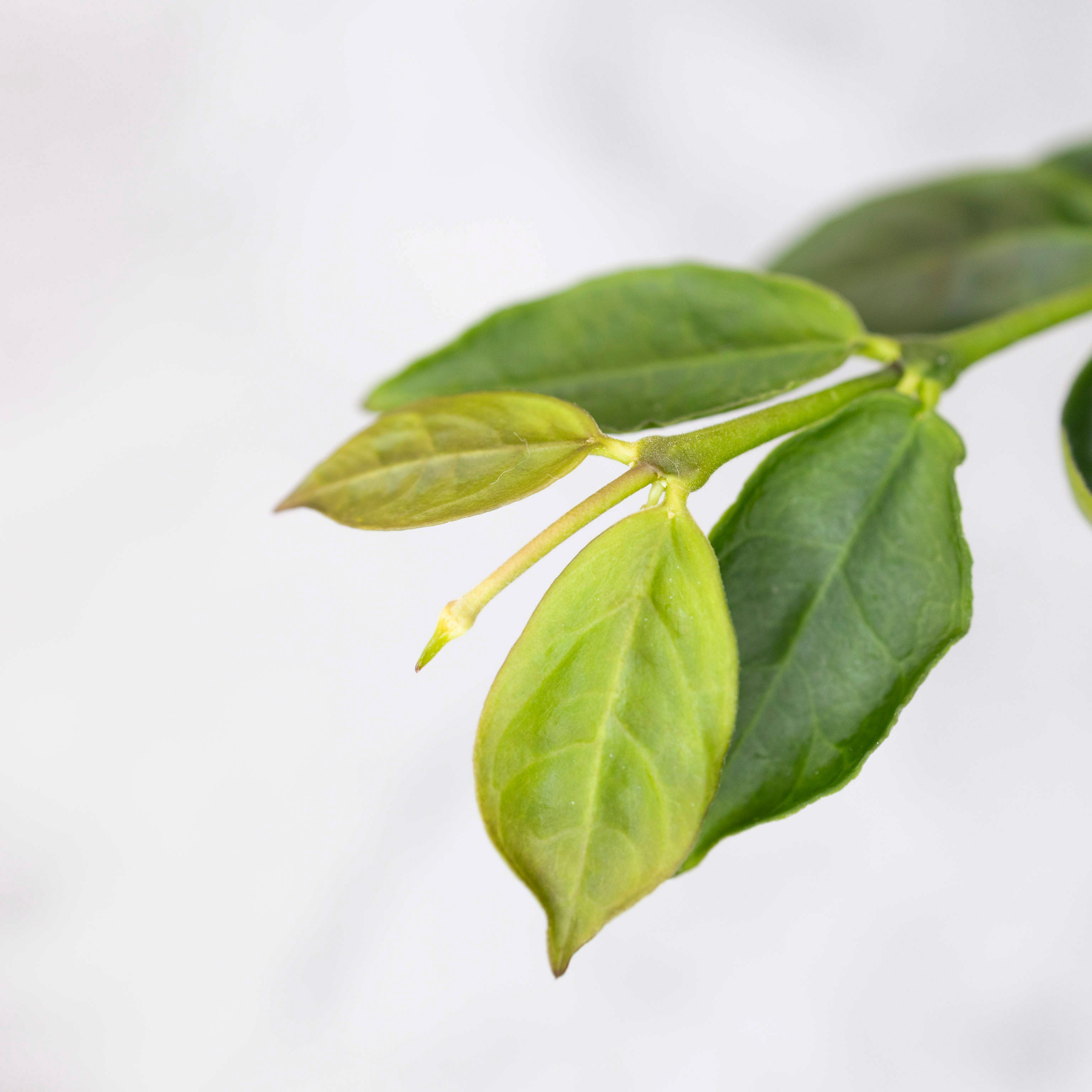 Close-up of green leaves on a white background