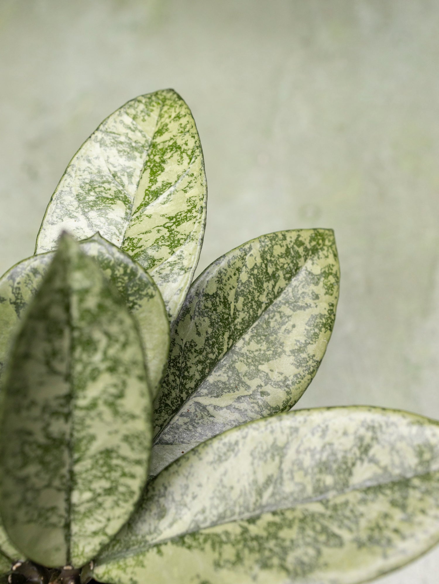 Hoya Crassipetiolata Splash Round Leaf