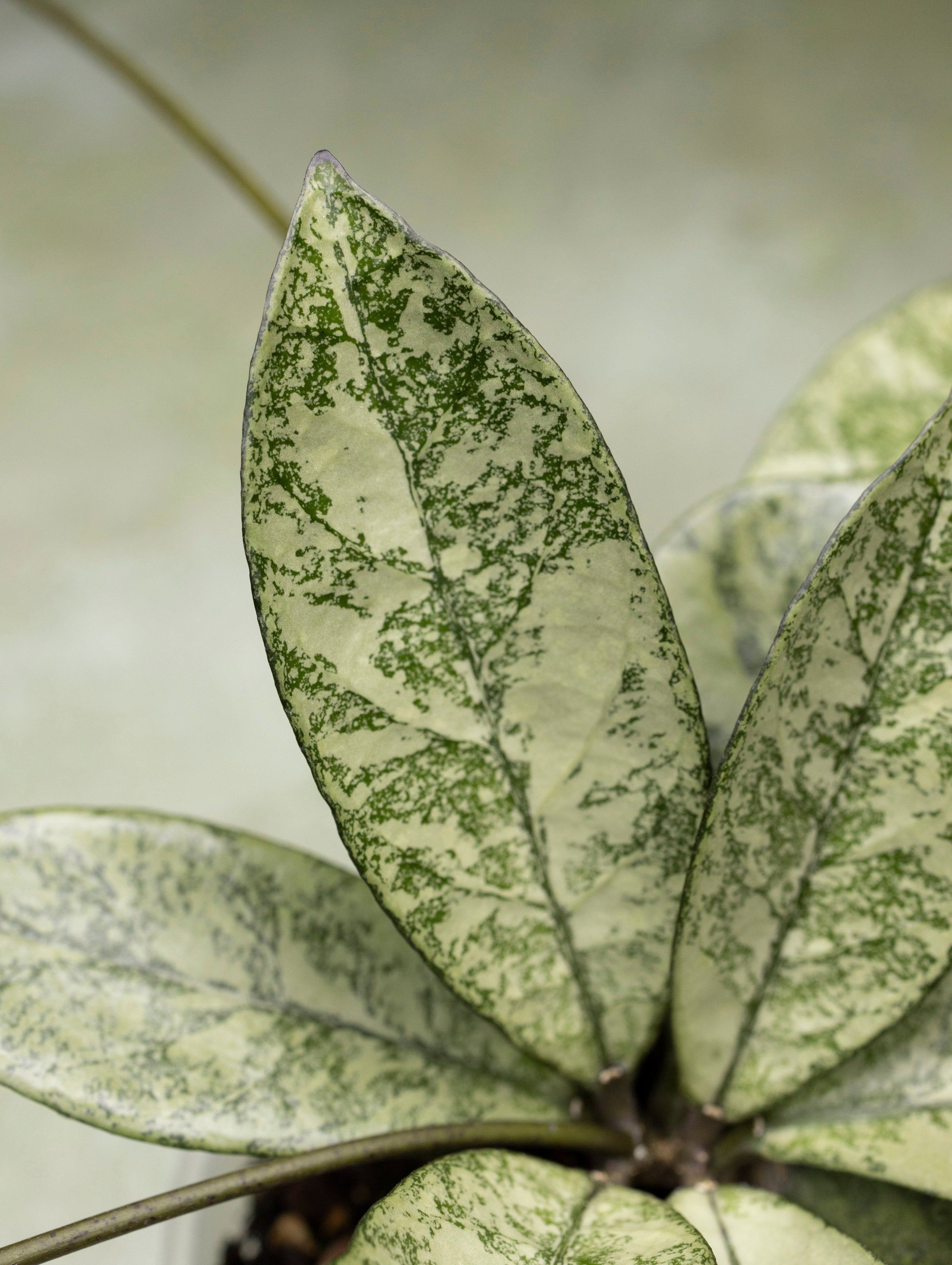 Hoya Crassipetiolata Splash Round Leaf