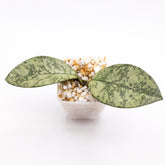 Hoya Crassipetiolata Splash