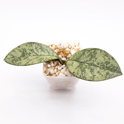 Hoya Crassipetiolata Splash