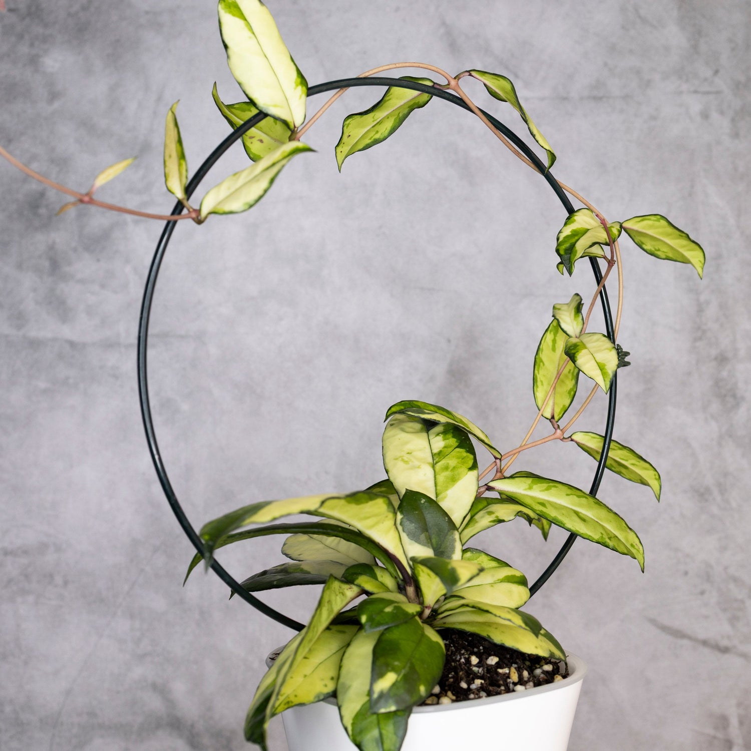 Hoya Crassipetiolata Variegated, Potted plant with a circular metal stand against a gray background