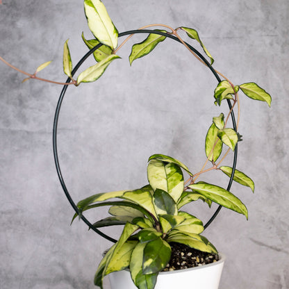 Hoya Crassipetiolata Variegated, Potted plant with a circular metal stand against a gray background