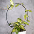 Hoya Crassipetiolata Variegated, Potted plant with a circular metal stand against a gray background
