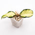 Hoya Crassipetiolata Variegated