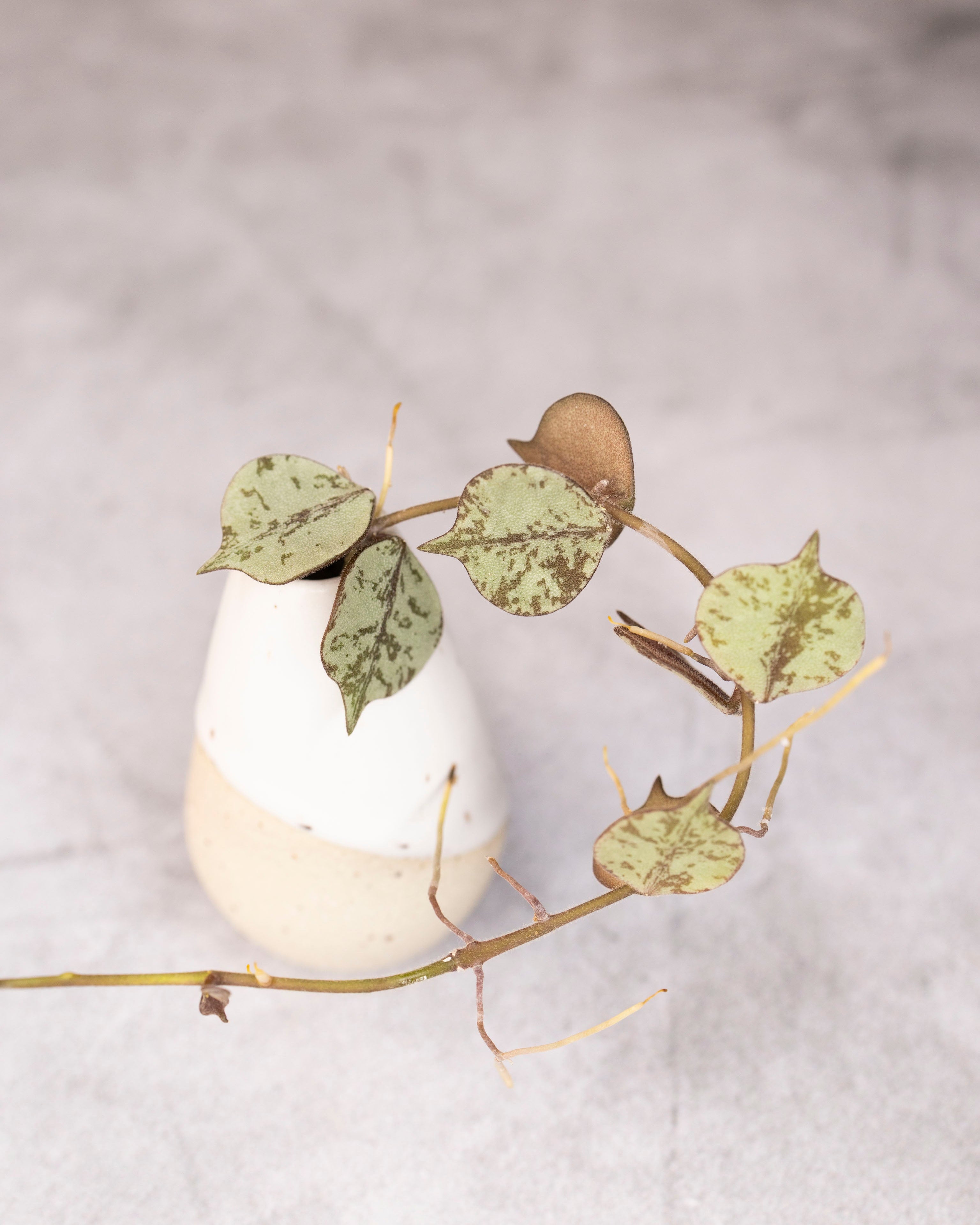 Hoya curtisii silver  branch with leaves on a light gray background