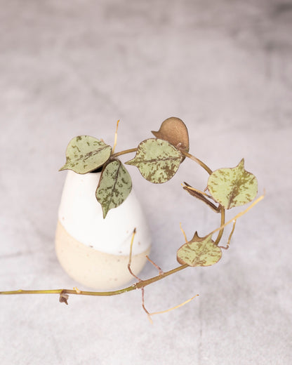 Hoya curtisii silver  branch with leaves on a light gray background