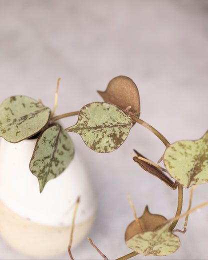 Hoya curtisii silver  branch with leaves on a light gray background