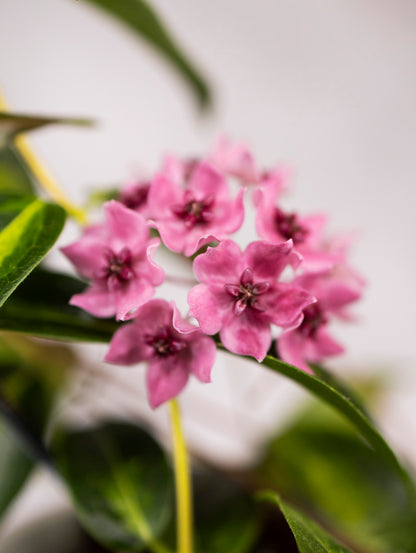 Close-up of pink flowers with green leaves on a blurred background