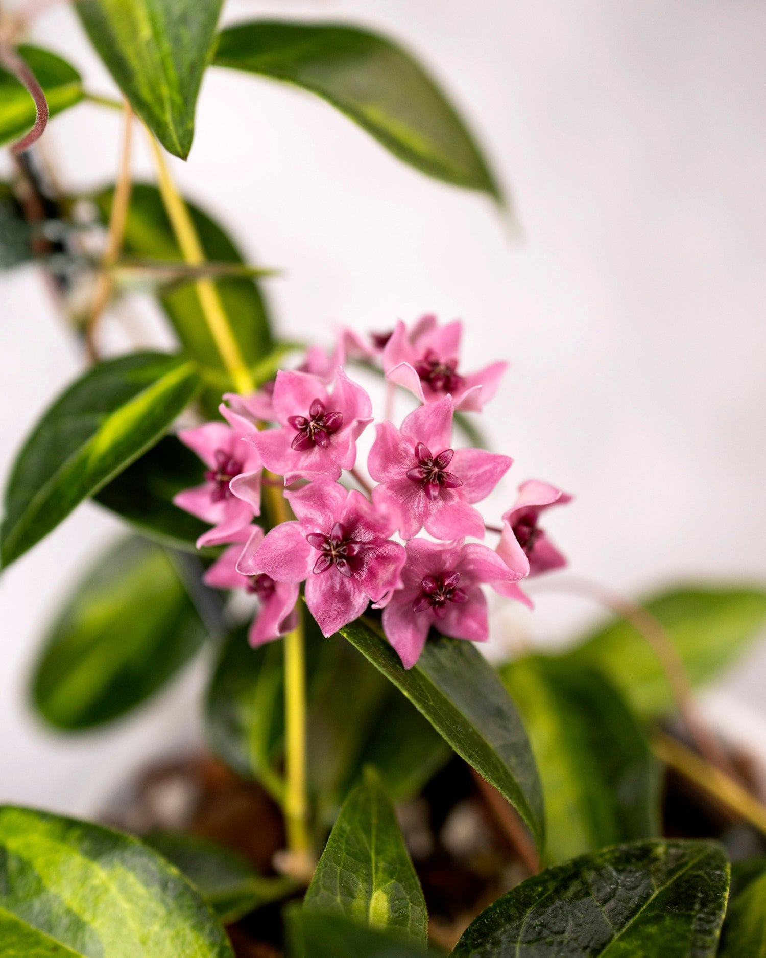 Pink flowers with green leaves on a blurred background
