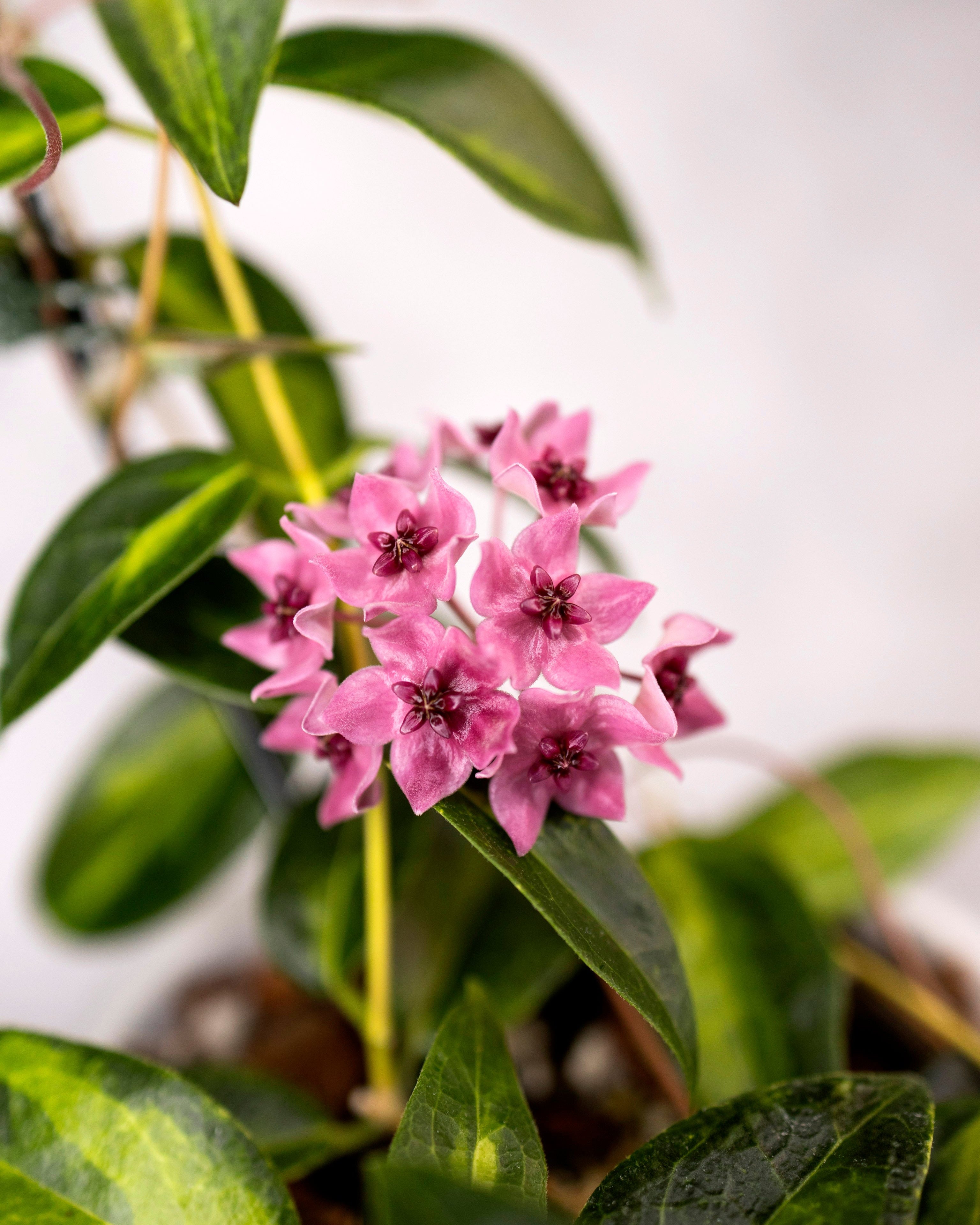 Pink flowers with green leaves on a blurred background