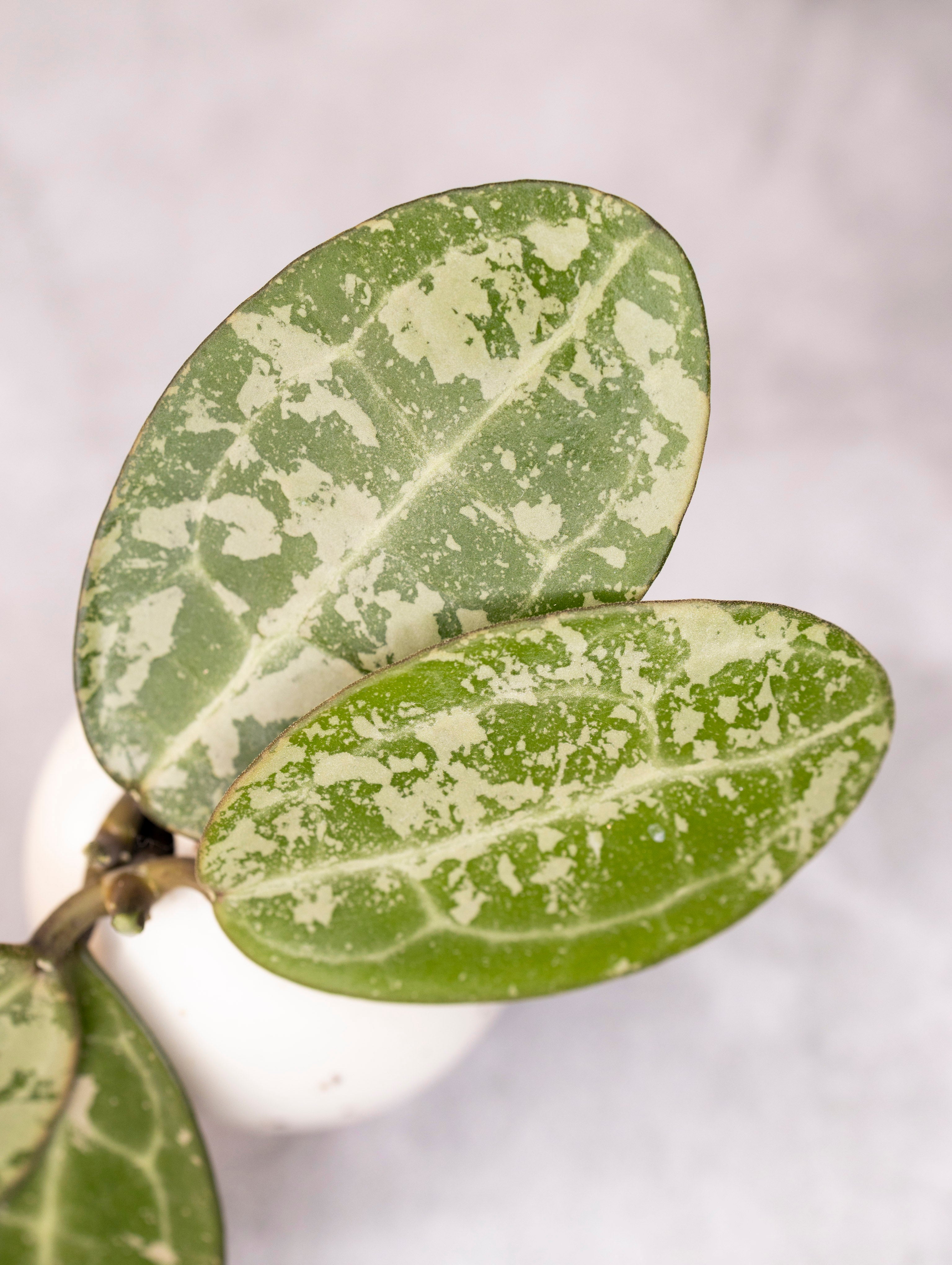 Close-up of two green leaves with white spots on a light gray background