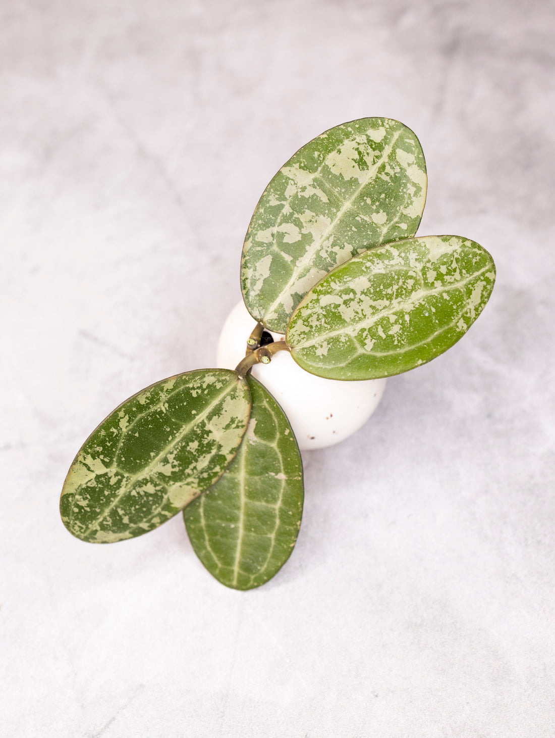 Green leafy earring on a white background