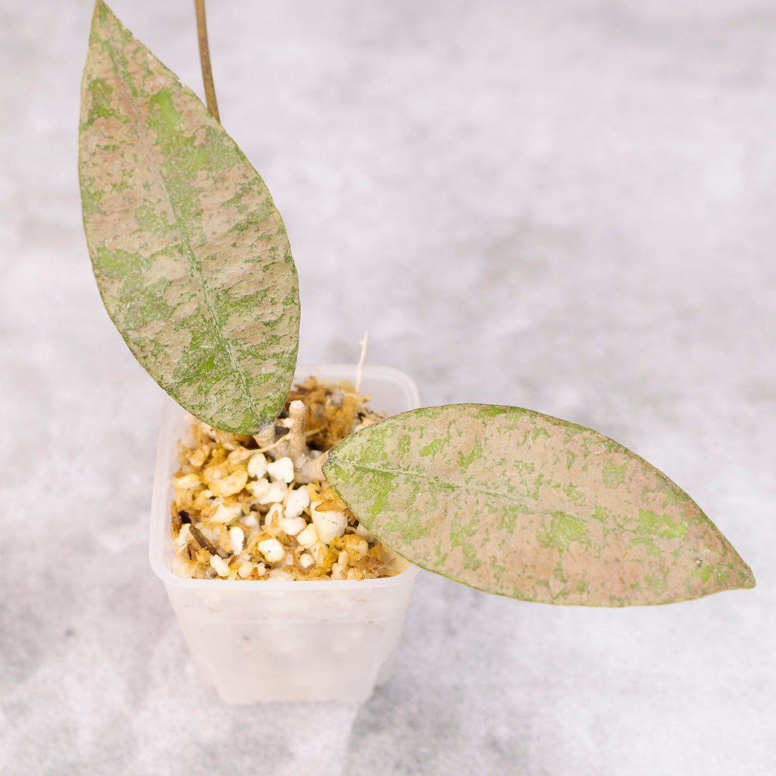 Hoya Finlaysonii Panggha Silver