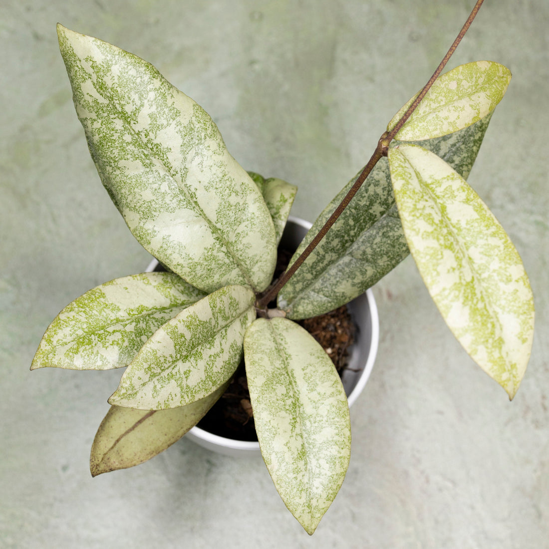 Hoya Finlaysonii Silver