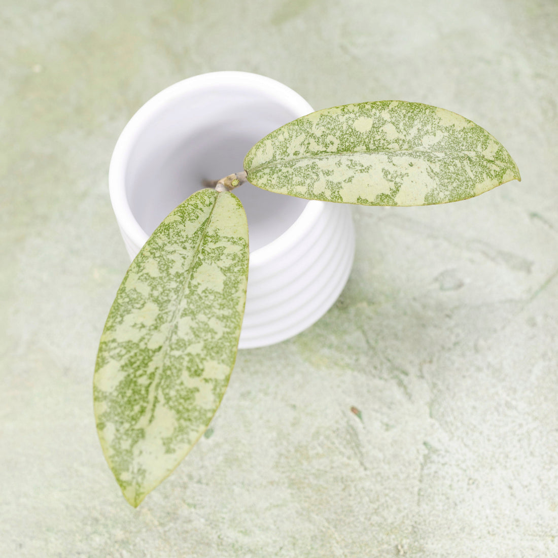 Hoya Finlaysonii Silver