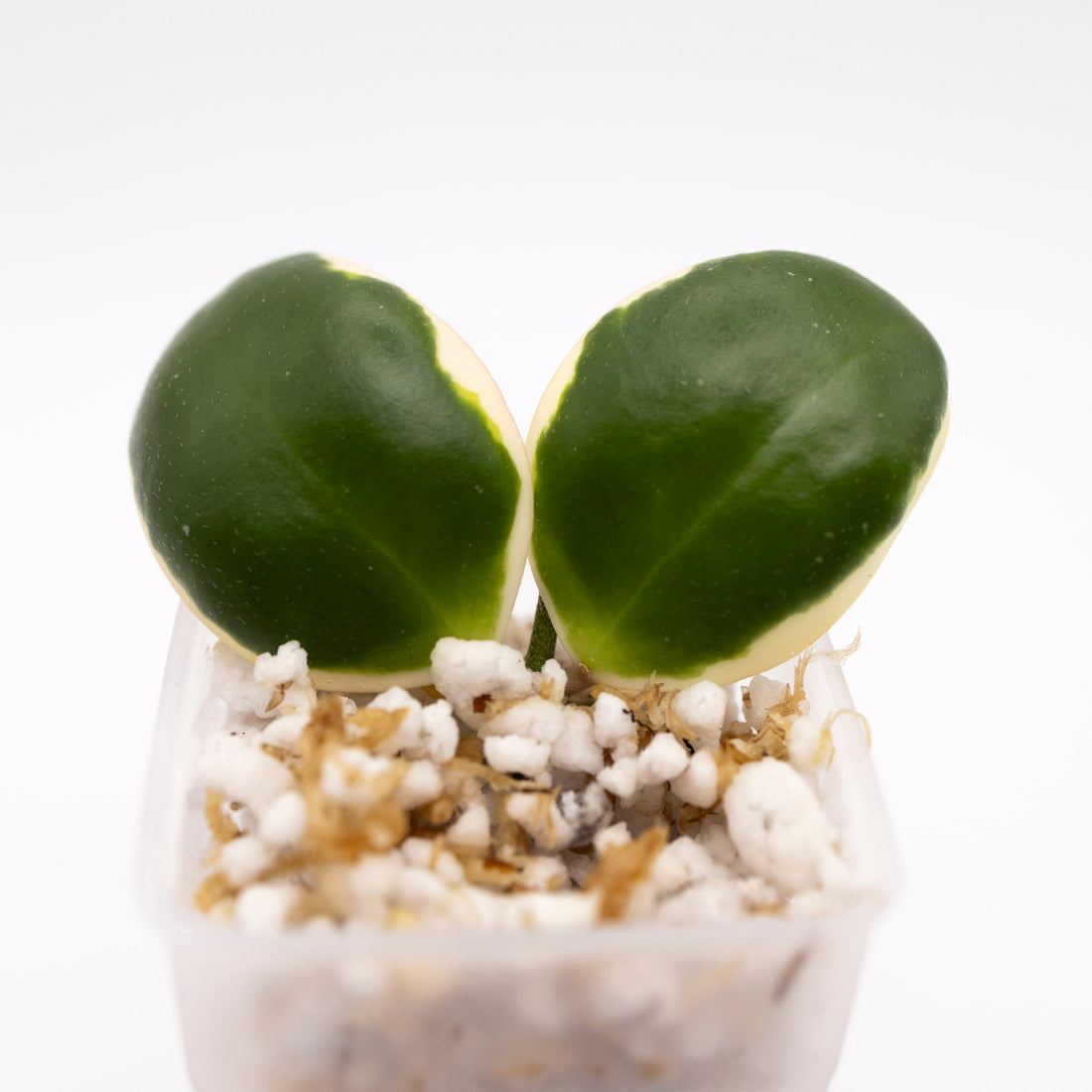 Hoya incurvula &