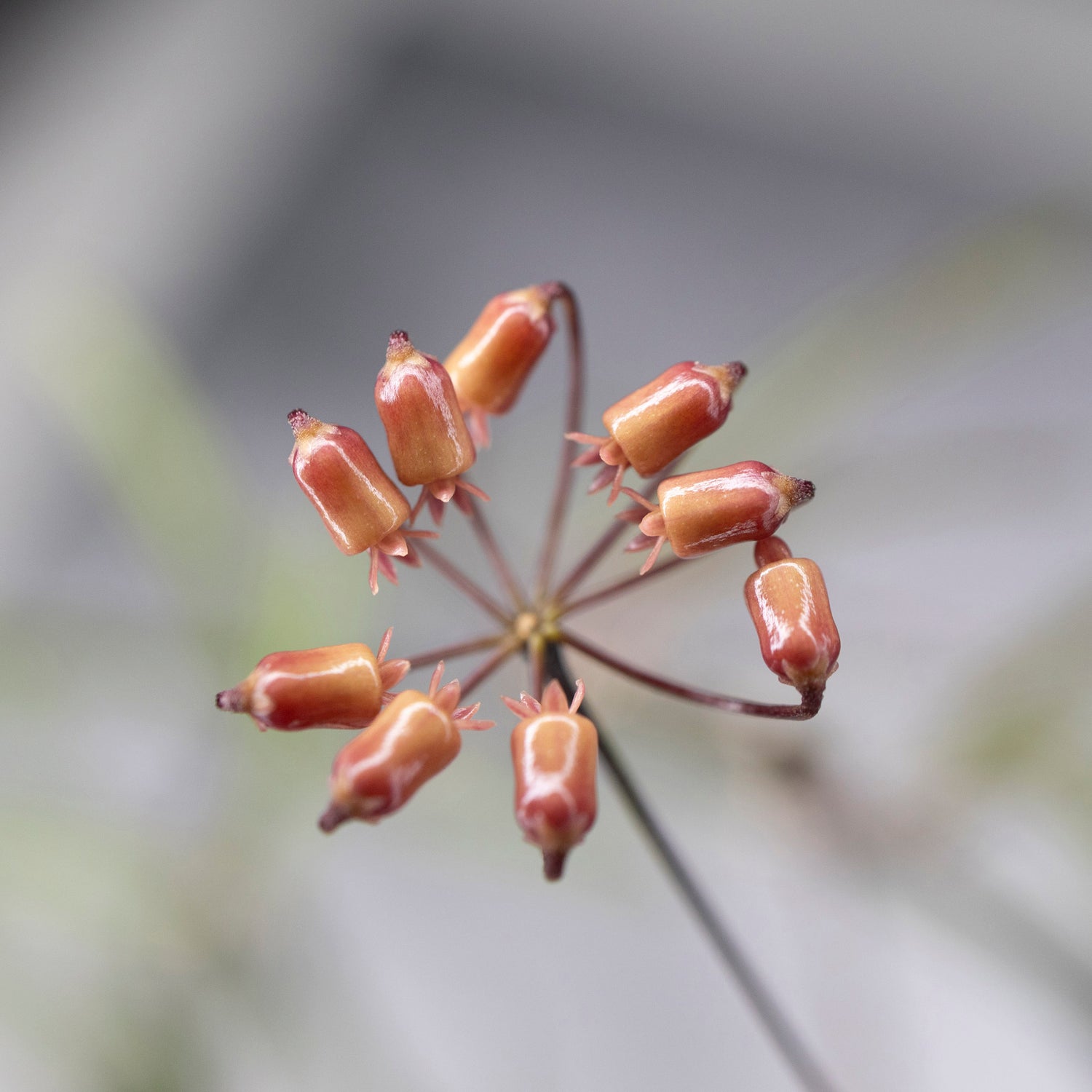 Hoya Insularis