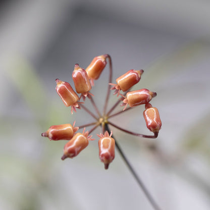 Hoya Insularis
