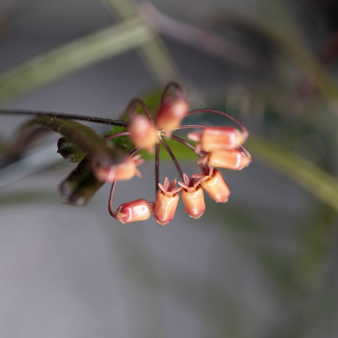 Hoya Insularis