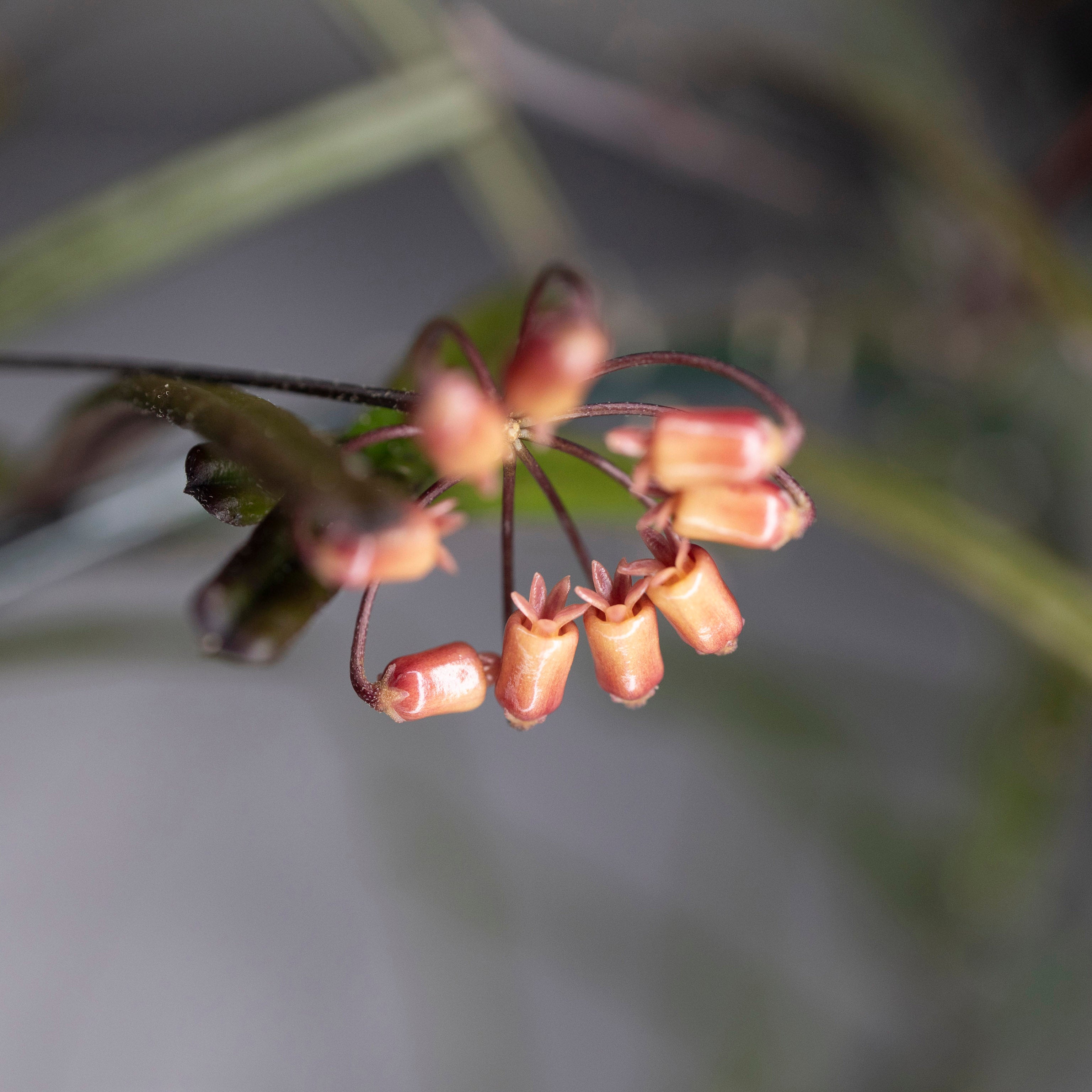Hoya Insularis
