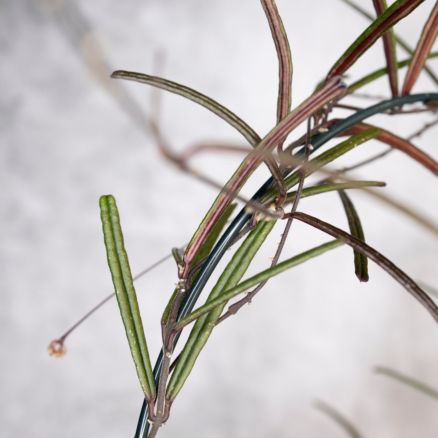 Hoya Insularis, Close-up of green plant stems on a blurred background