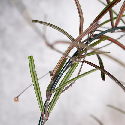 Hoya Insularis, Close-up of green plant stems on a blurred background