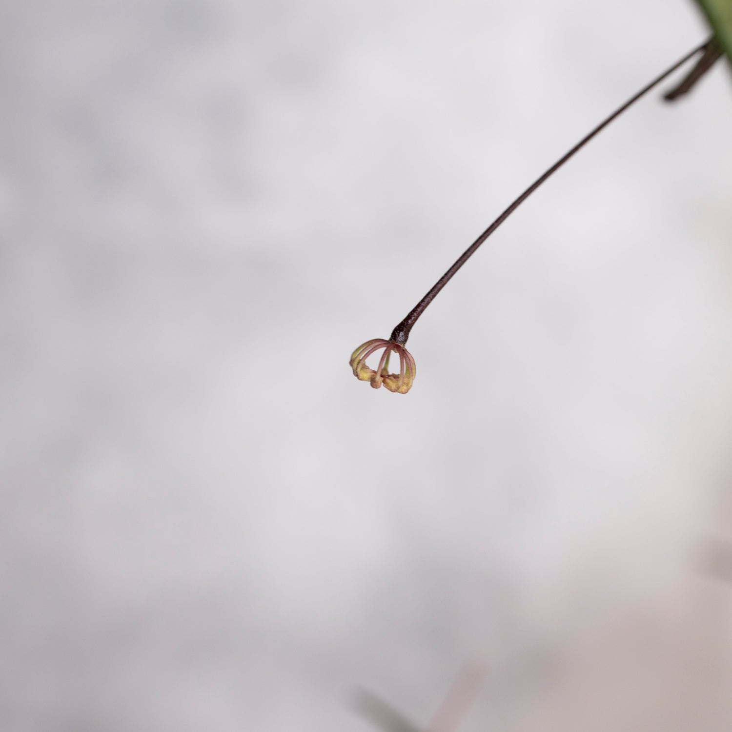 Hoya Insularis, Small unopened peduncle on a blurred background