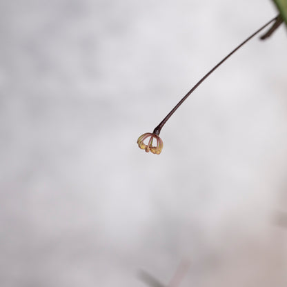 Hoya Insularis, Small unopened peduncle on a blurred background