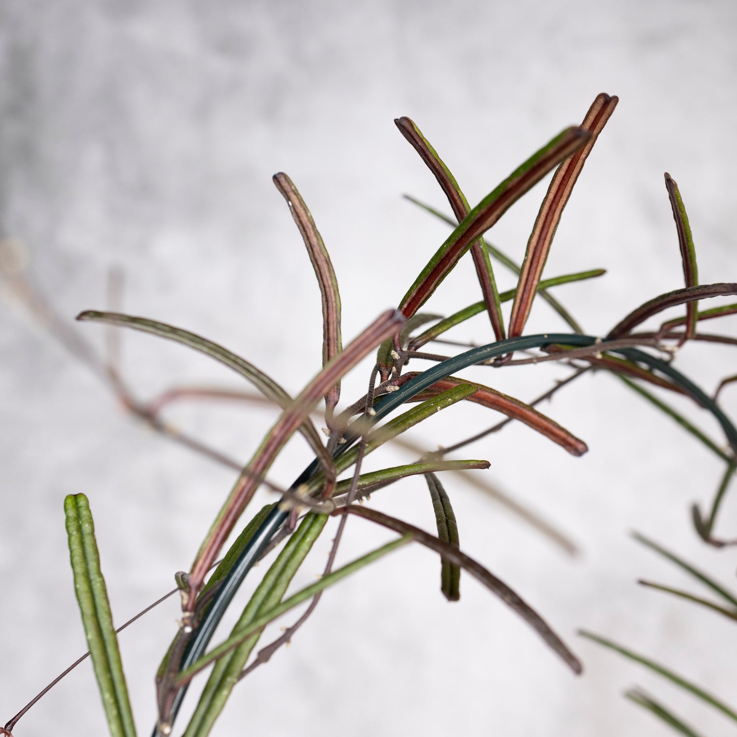 Hoya Insularis, Close-up of plant stems with a blurred background