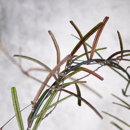 Hoya Insularis, Close-up of plant stems with a blurred background