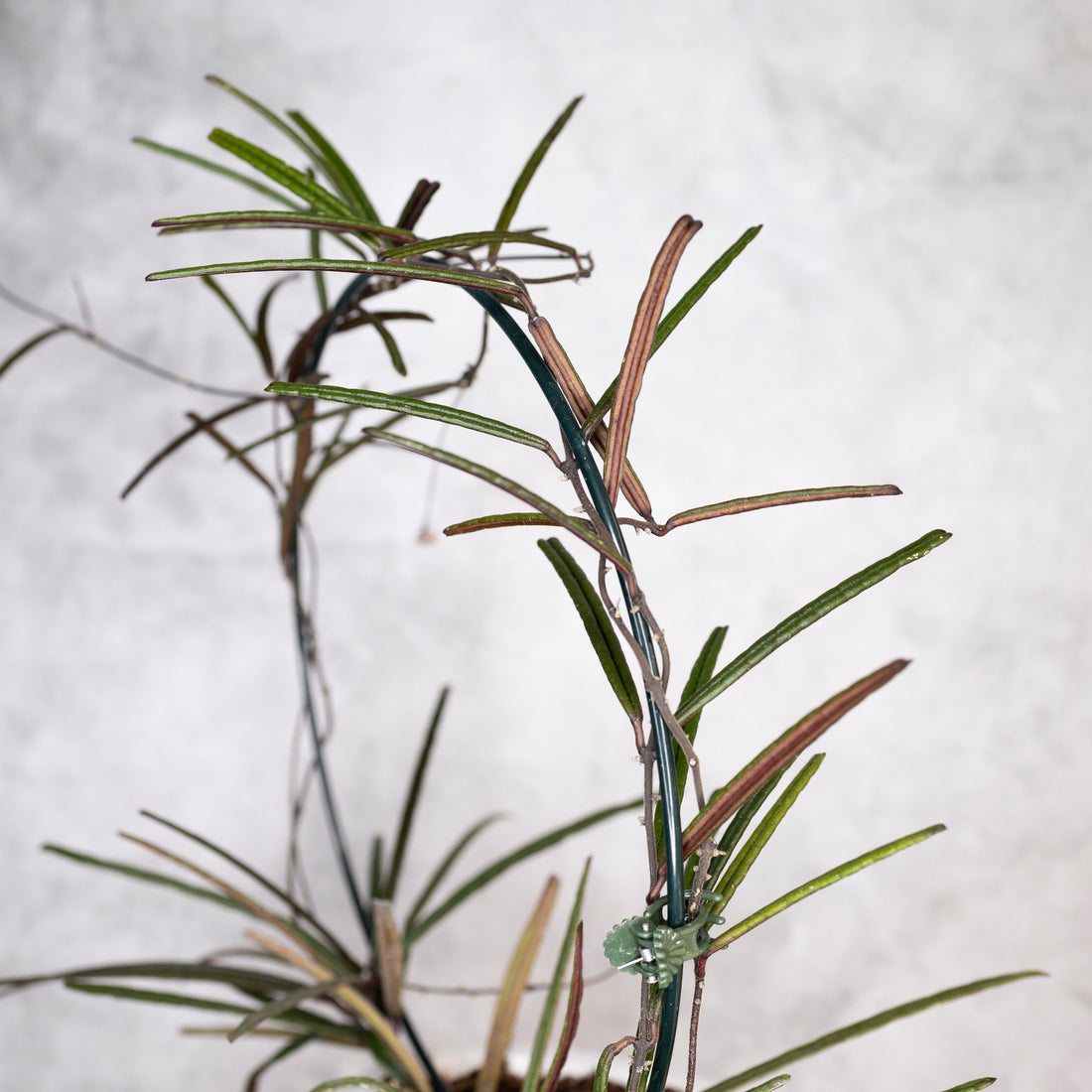 Hoya Insularis, Close-up of a plant with green leaves and brown stems on a light gray background