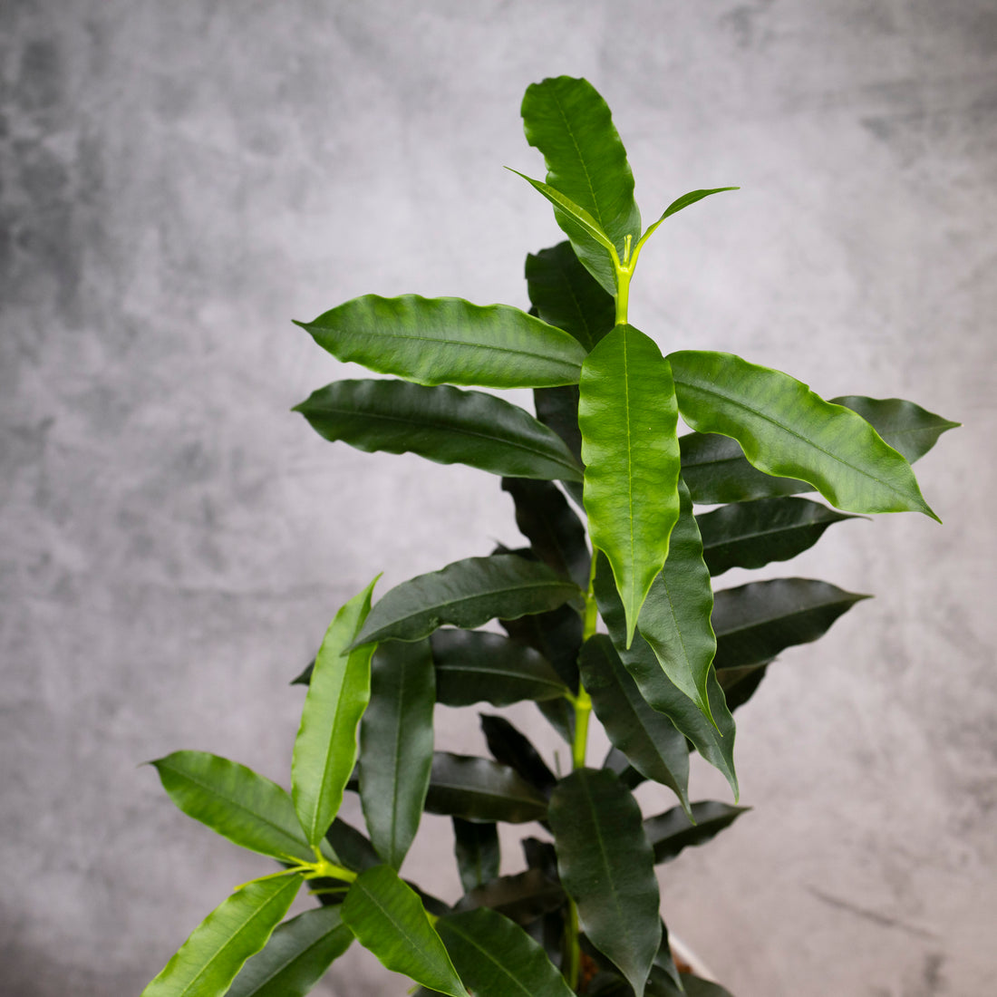 Green leafy plant against a gray background, Hoya Irisiae