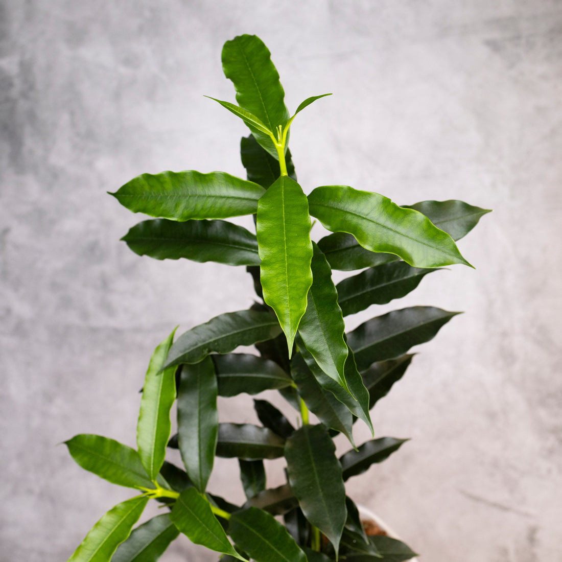 Potted plant with green leaves against a gray background, Hoya Irisiae