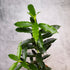 Potted plant with green leaves against a gray background, Hoya Irisiae