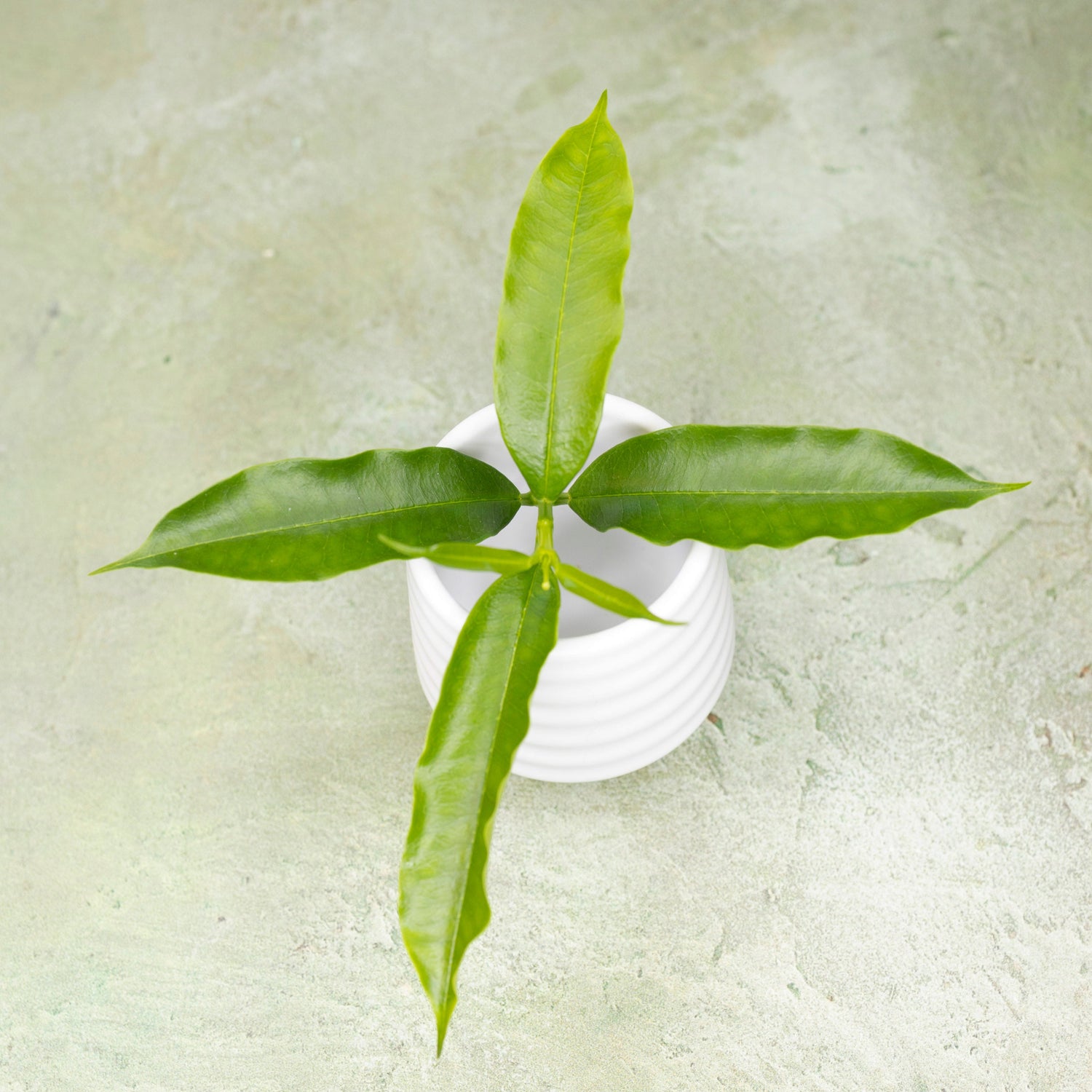 Hoya Irisiae