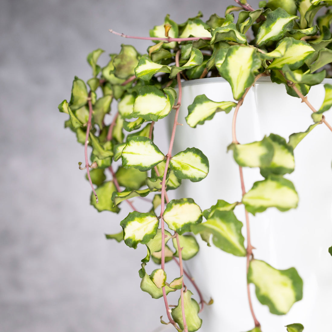 Green leafy plant with a blurred gray background, Hoya Kanyakumariana Variegated