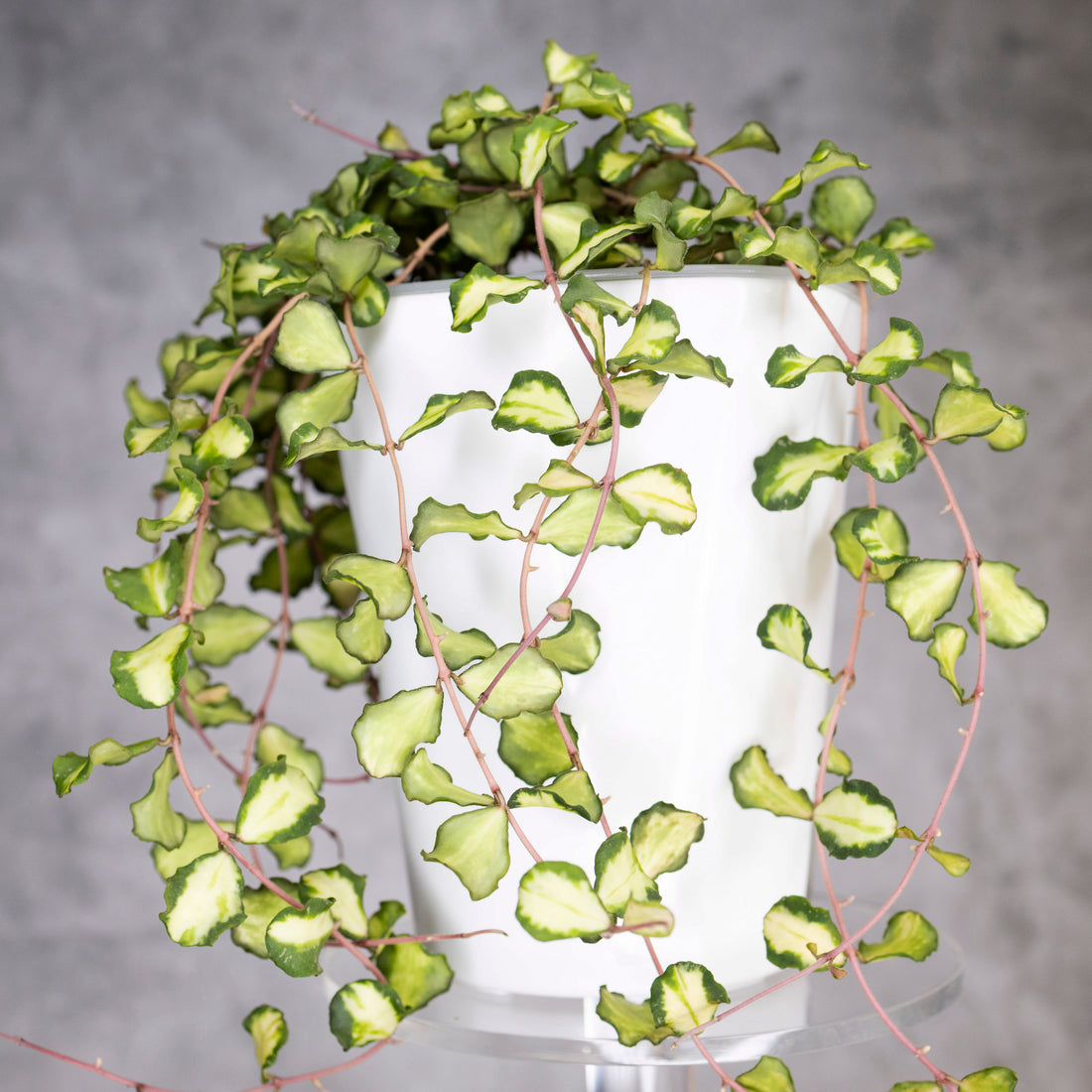 Hoya Kanyakumariana Variegated, long vines, in a white pot
