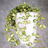 Hoya Kanyakumariana Variegated, long vines, in a white pot