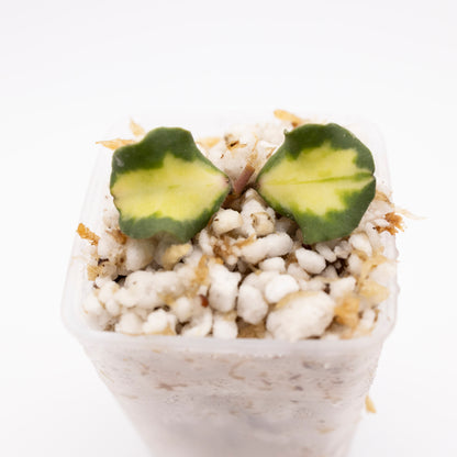 Hoya Kanyakumariana Variegated