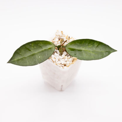 Hoya Lacunosa Amarillo