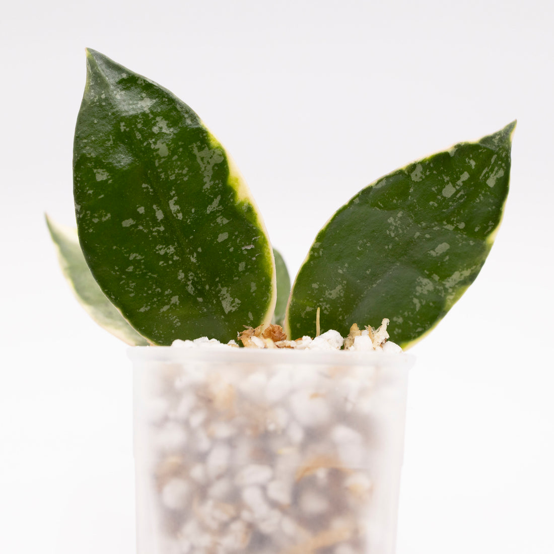Hoya Lacunosa Asami Splash