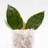 Hoya Lacunosa Asami Splash