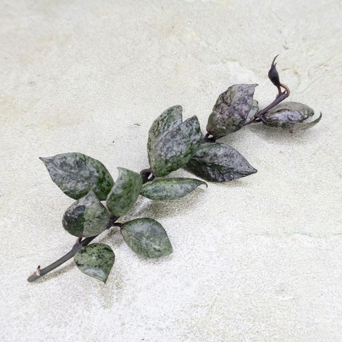 Hoya Lacunosa Black Aurora