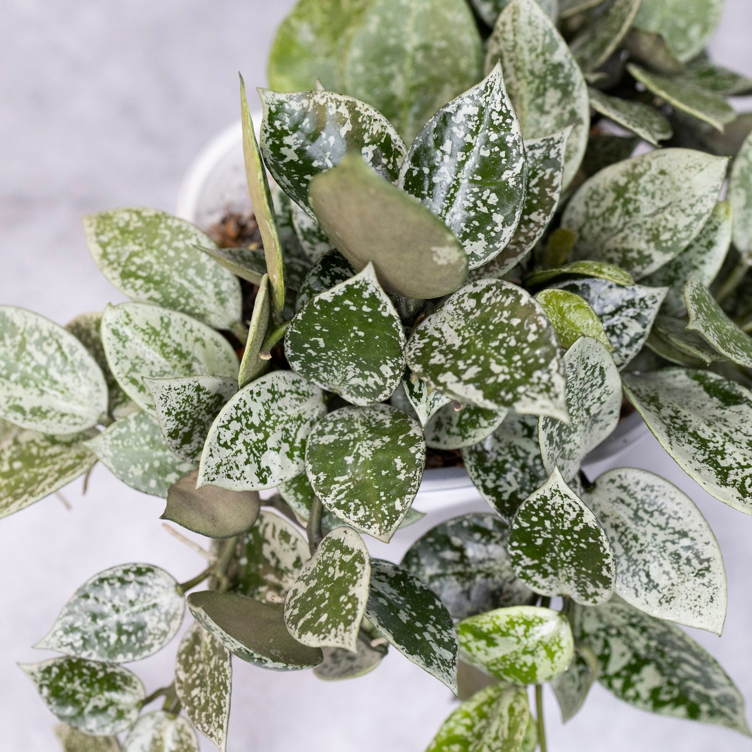 Hoya Lacunosa Gayung