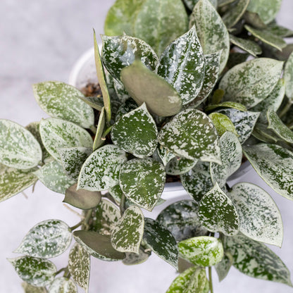 Hoya Lacunosa Gayung