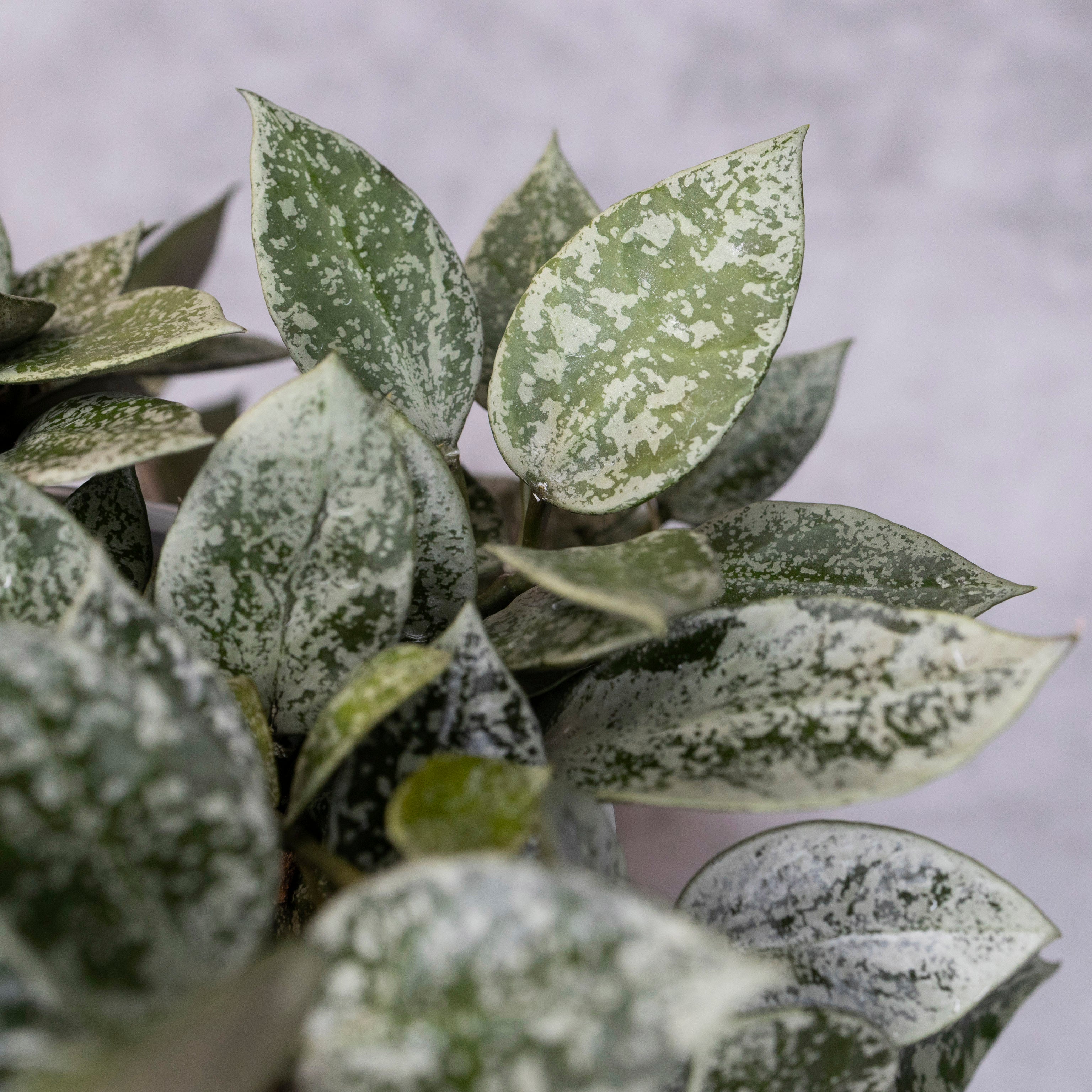 Hoya Lacunosa Gayung