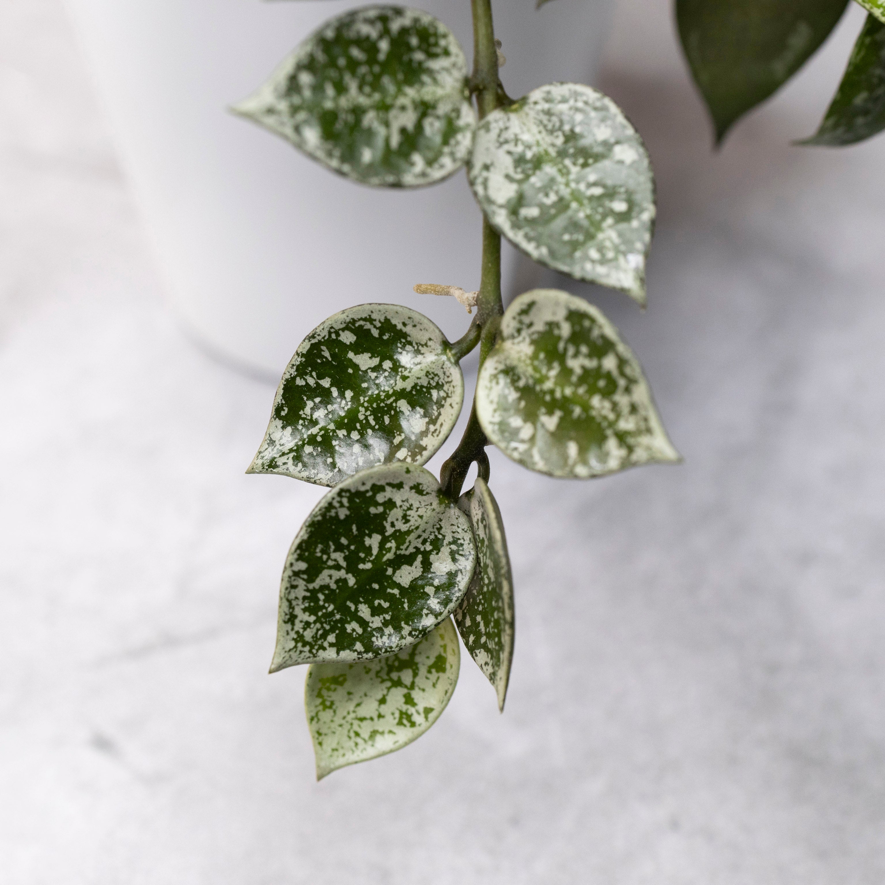 Close-up of a potted plant with green and white leaves on a light gray background