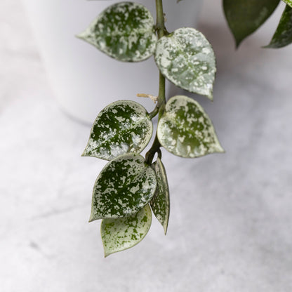 Close-up of a potted plant with green and white leaves on a light gray background